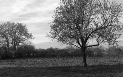 Tour d’horizon des terres du Domaine !