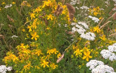 L’art de la cueillette sauvage