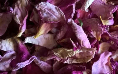 L’histoire du séchoir