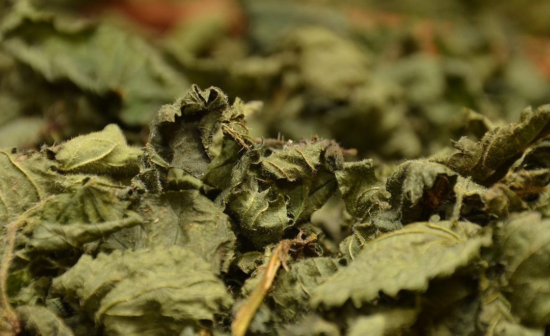 La cure nutritive d’ortie