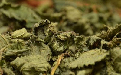 La cure nutritive d’ortie