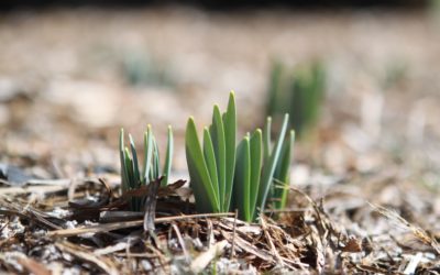 Le paillage organique