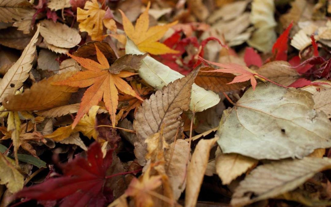 Renforcer son immunité pour un hiver serein