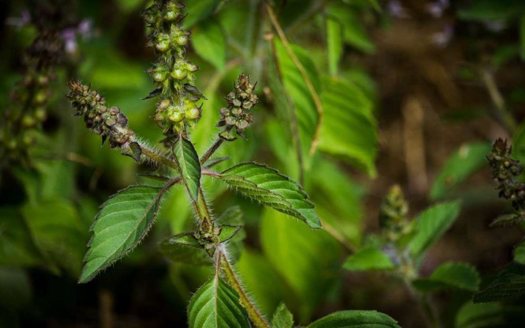 Le Tulsi ou basilic sacré : plante phare dans la pharmacopée ayurvédique indienne