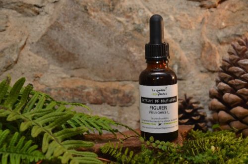 Bourgeons de figuier - Le Domaine des 1000 plantes