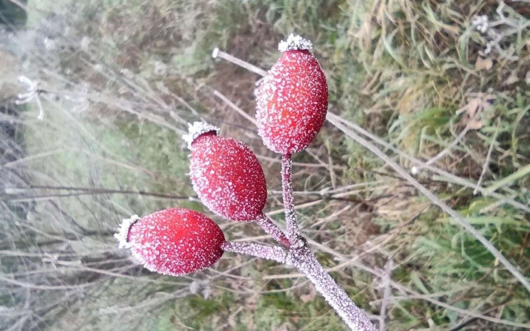 Bonbons sauvages : faîtes le plein de vitamines avec le cynorrhodon