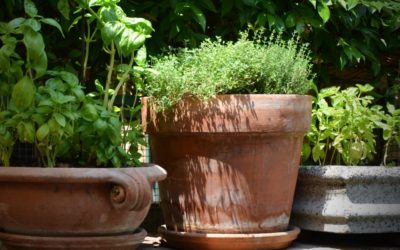 Top 5 des plantes stars de l’hiver à cultiver sur votre balcon