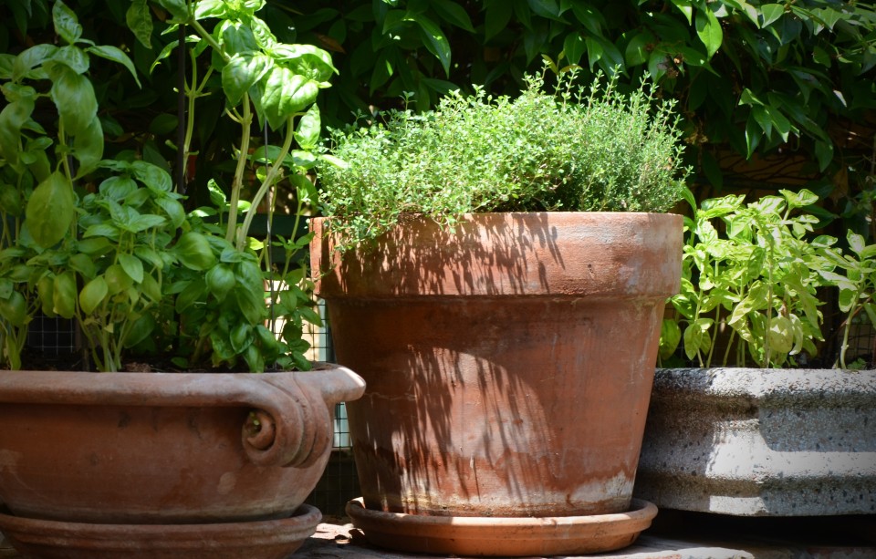 Top 5 des plantes stars de l’hiver à cultiver sur votre balcon