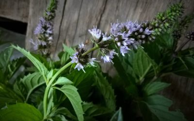 Remèdes naturels contre le rhume