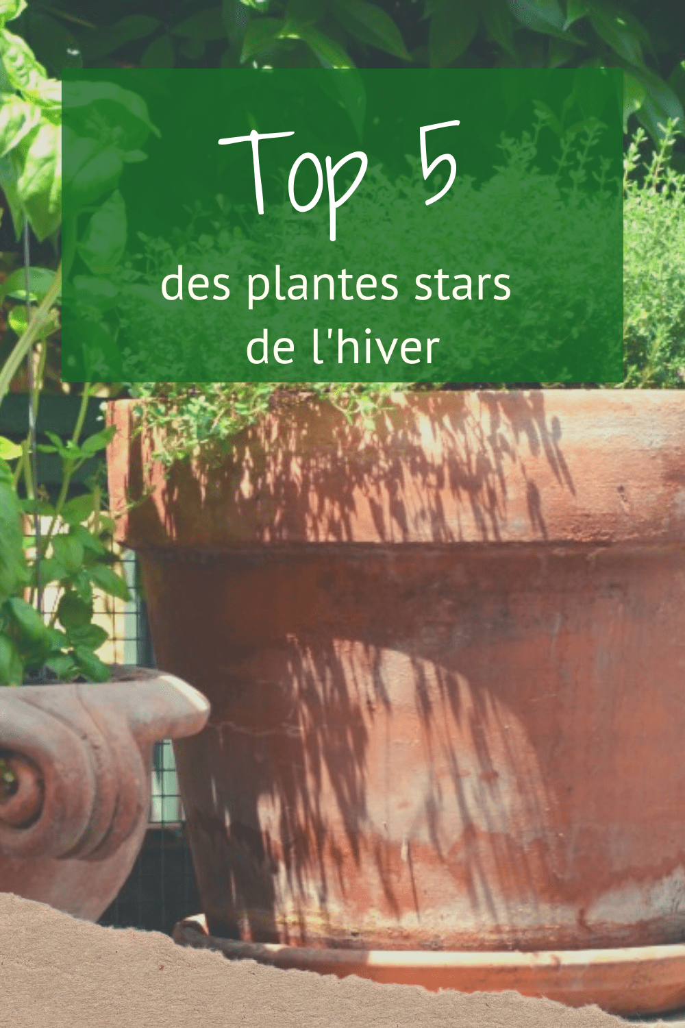 Le Domaine des 1000 plantes - Top 5 des plantes de l'hiiver