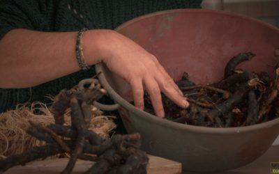 Les cueillettes de janvier