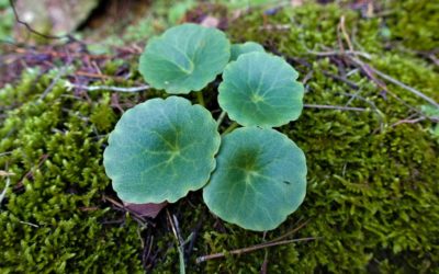 Zoom sur le Nombril de Vénus