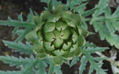 Top 5 des plantes detoxifiantes