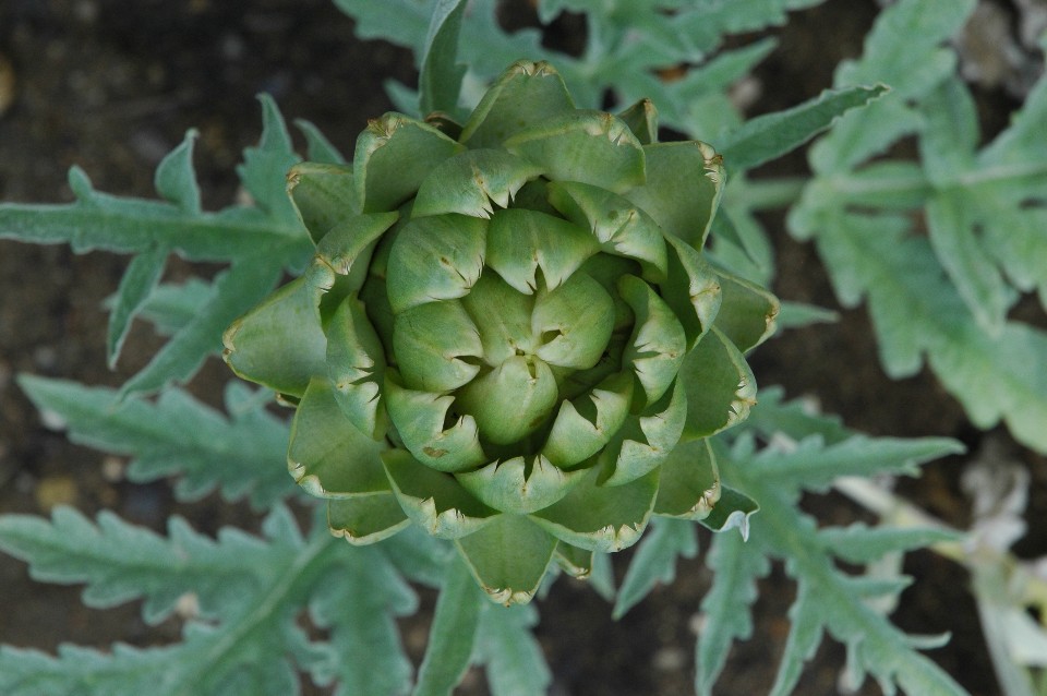 Top 5 des plantes detoxifiantes