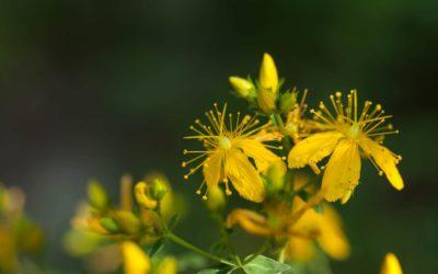 Les plantes alliées pour vous accompagner cet été