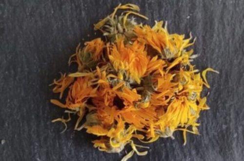 Calendula officinal