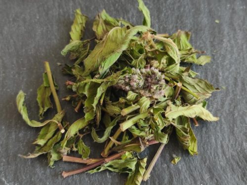 Menthe poivrée