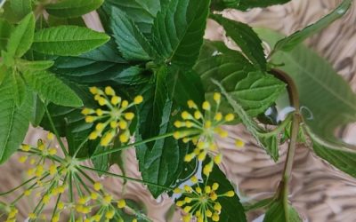 Recettes de tisanes glacées