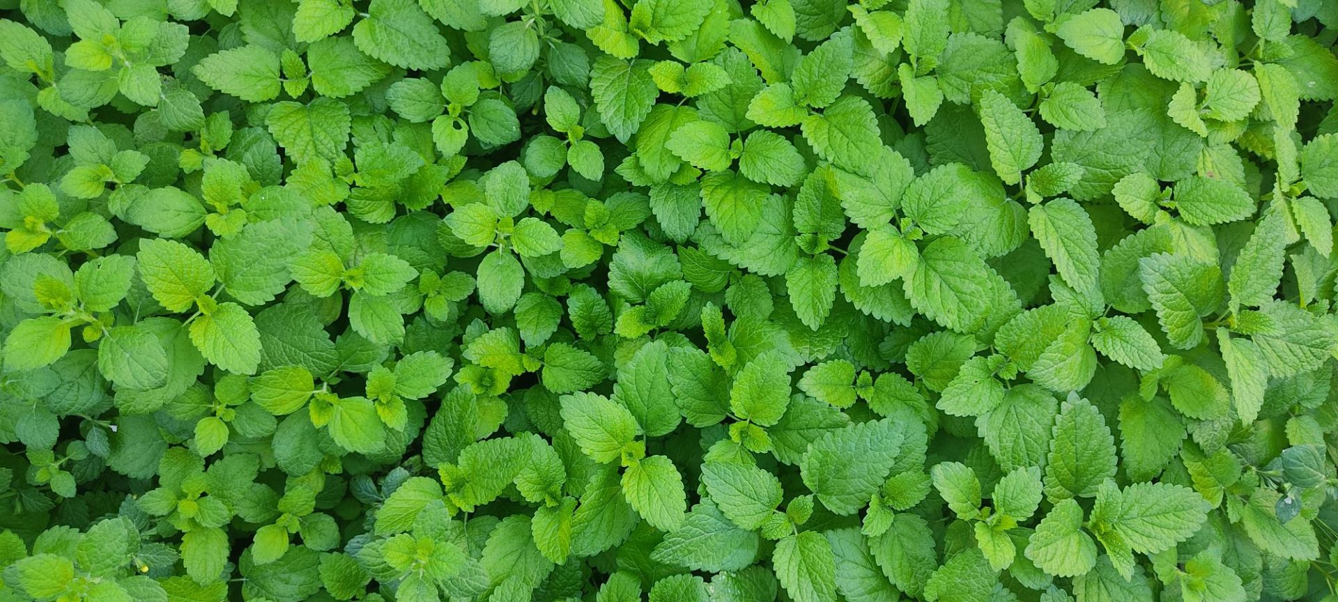 Binefaits Mélisse - Le Domaine des 1000 plantes