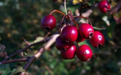 3 baies à cueillir en automne