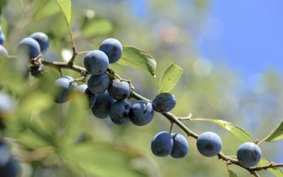 Les prunelles lactofermentées