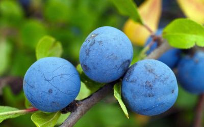 La prunelle et ses bienfaits