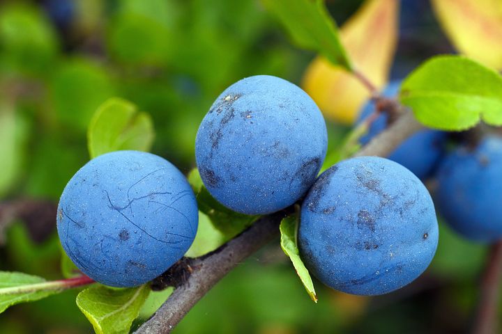 Prunelle : à cueillir à l'automne pour faire liqueur et confiture