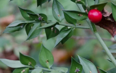 Le fragon Petit Houx