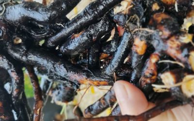 Des racines en plein coeur de l’hiver