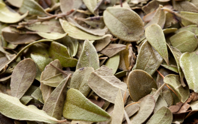 A la découverte de la busserole