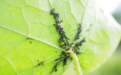 Les purins et autres préparations végétales