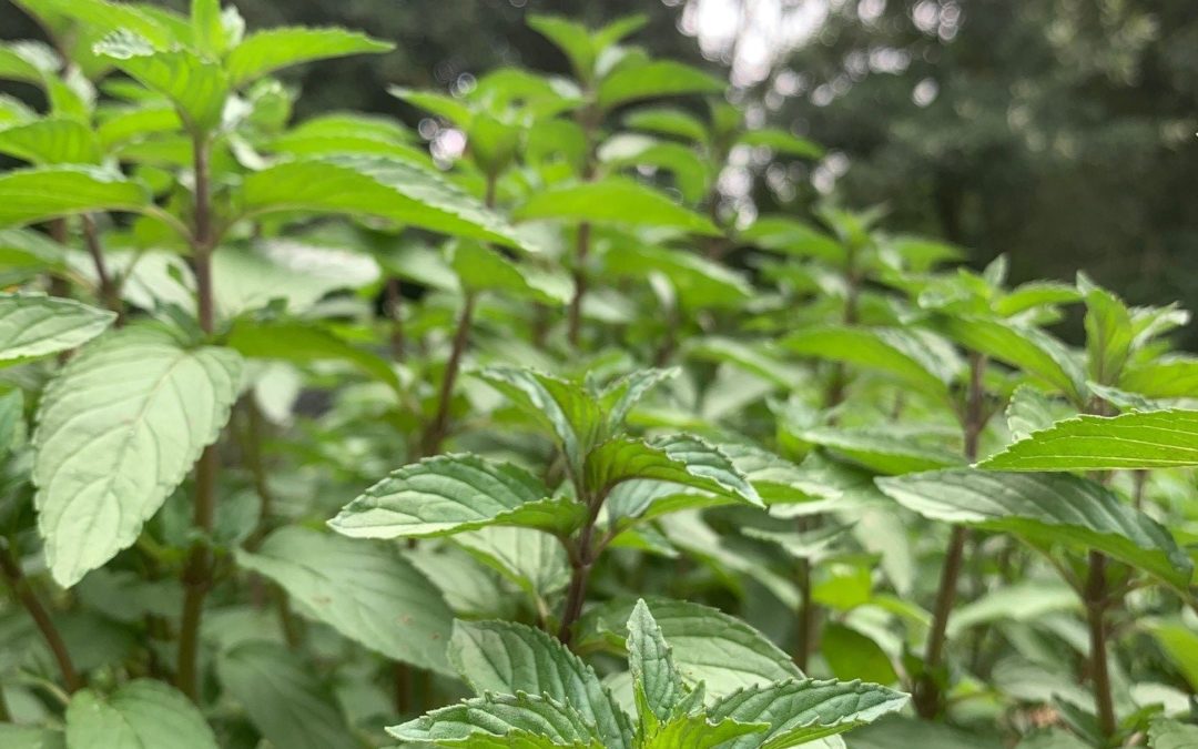 La menthe poivrée