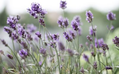 Le retour à l’essentiel