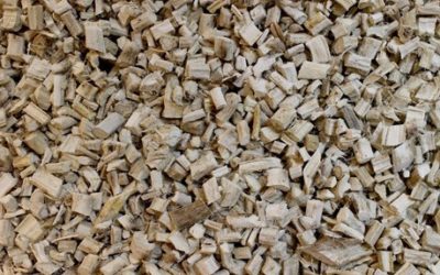 Les racines de Guimauve