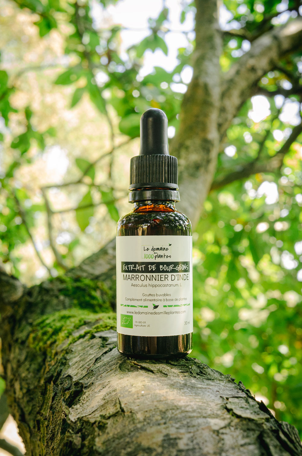 Bourgeons de Marronnier d'inde