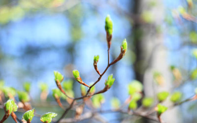 Les bourgeons du printemps