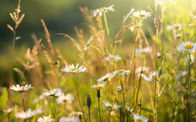 Les plantes de la femme