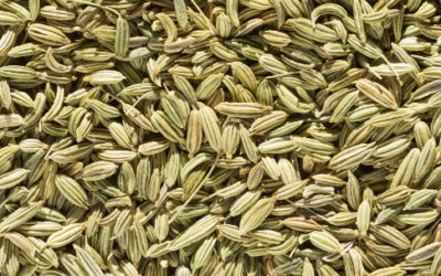 Les graines de Fenouil