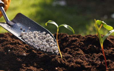 Les engrais verts et amendements