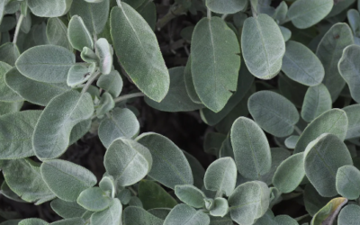 Le vinaigre des quatre voleurs