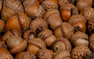 Les poudres et farines de plantes