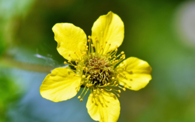 La racine de Benoîte commune