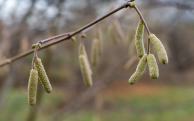 Les chatons du Noisetier