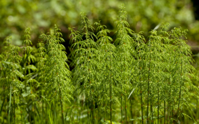 Les 3 plantes reminéralisantes