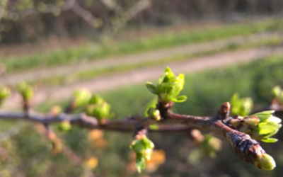La cueillette des bourgeons en avril
