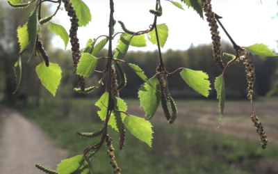 Les allergies du printemps