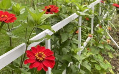 Les plantes à semer au printemps