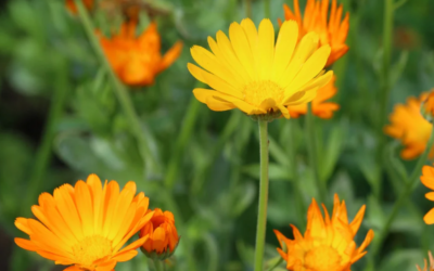 Le grand retour de la gale