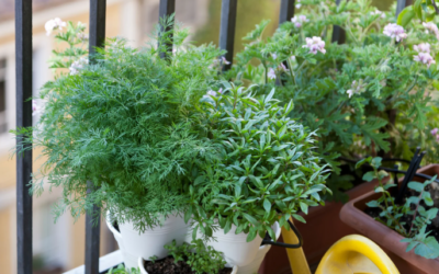 Comment cultiver ses plantes médicinales sur son balcon ?