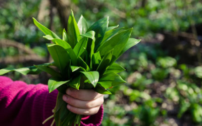 Initiation à la cueillette sauvage : les bonnes pratiques